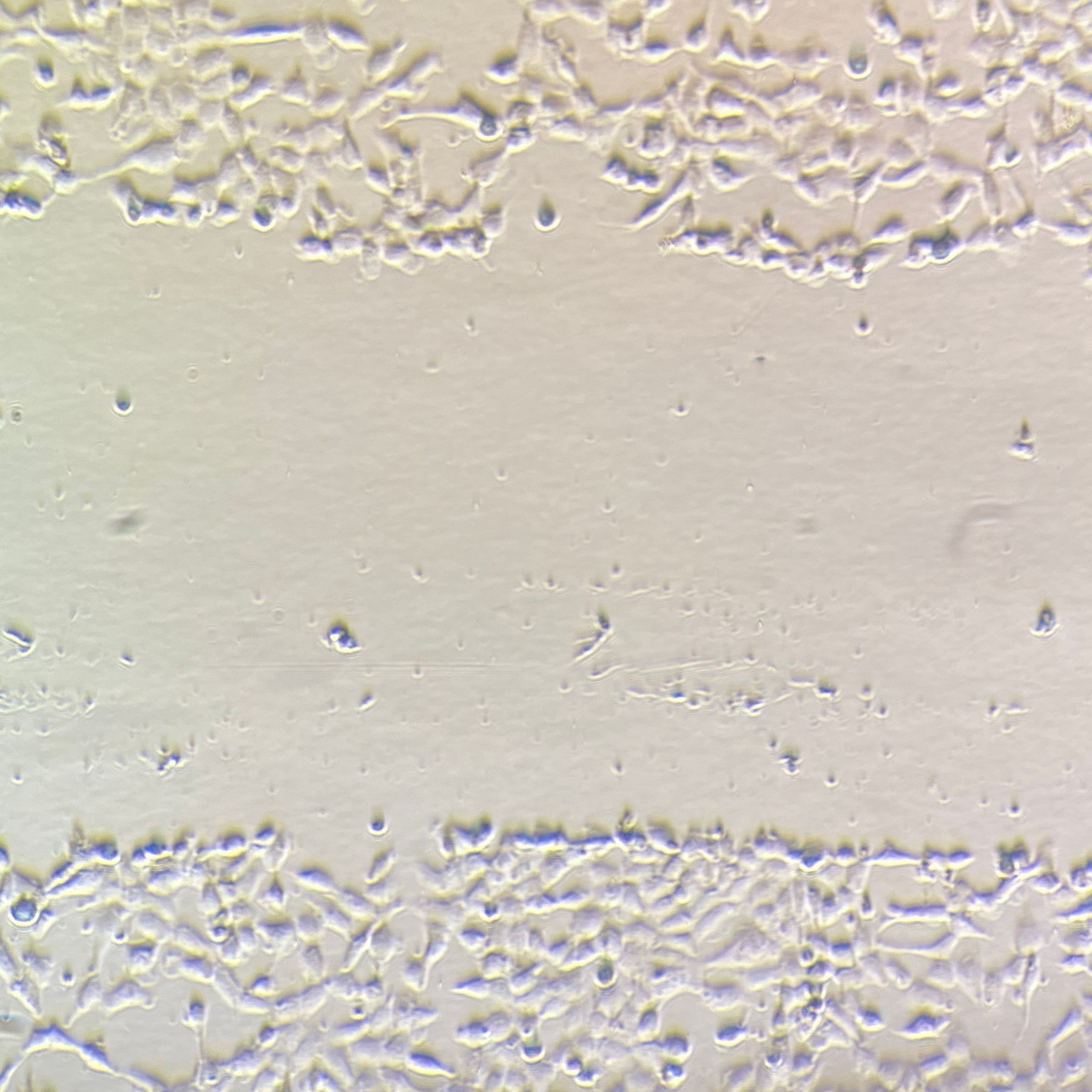 M8F 0 hour scratch assay image